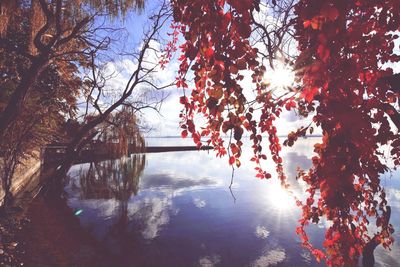 Trees growing at lakeshore during sunny day