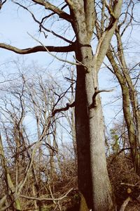 Low angle view of bare tree against sky