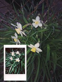 Flowers growing on plant