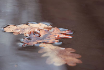 Close-up of dried maple leaf on wet surface