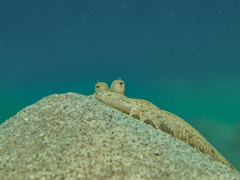 Close-up of lizard on rock
