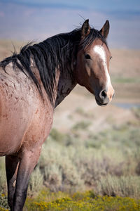 Close-up of horse on field