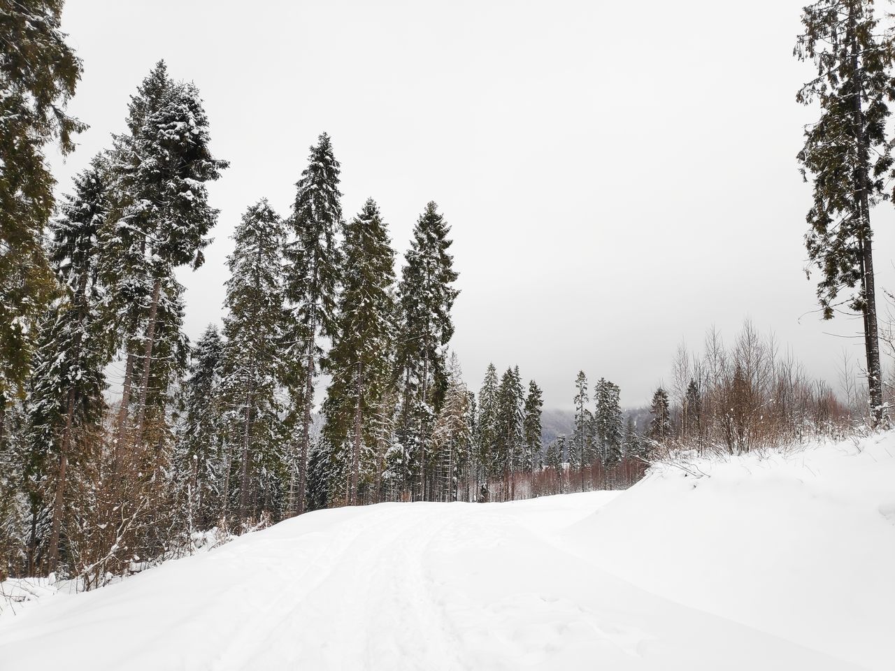 tree, snow, plant, cold temperature, winter, sky, beauty in nature, tranquility, white color, tranquil scene, covering, scenics - nature, no people, nature, growth, land, day, clear sky, non-urban scene, outdoors, pine tree, coniferous tree, snowing