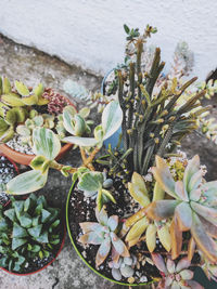 High angle view of succulent plants