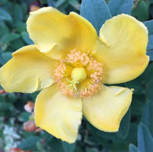 Close-up of yellow flower blooming outdoors