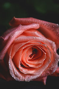 Close-up of wet rose