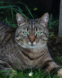 Close-up portrait of cat