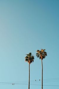 Low angle view of coconut palm trees and birds perching on cables against clear blue sky