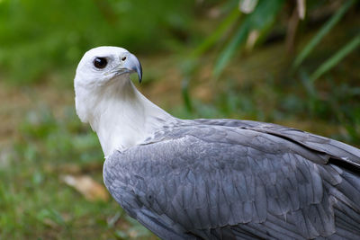 Close-up of bird perching outdoors