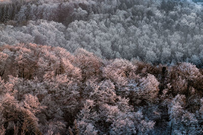 Pine trees in forest during winter