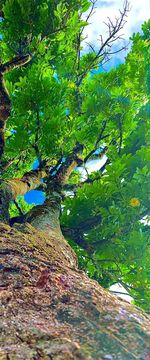 Low angle view of trees in forest