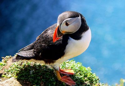 Close-up of puffin on moss