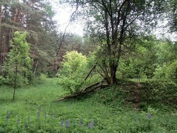 Trees in forest