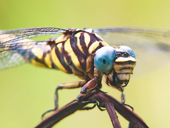 Close-up of dragonfly on plant