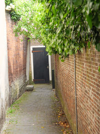 Footpath amidst plants against wall of building