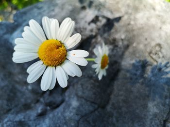 Close-up of white daisy