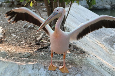 Close-up of birds in lake