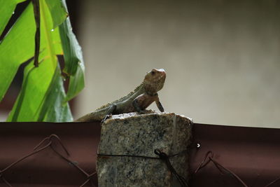 Close-up of lizard on wall