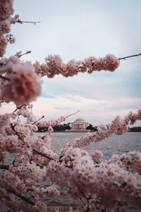 Cherry blossom by tree and building against sky