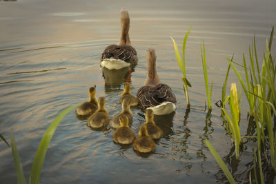 High angle view of ducks swimming on lake