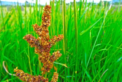 Close-up of plant growing on field