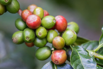 Close-up of fresh fruits on tree