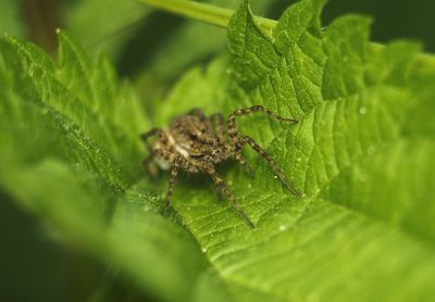 Close-up of insect on plant