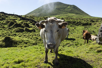 Cows in a field