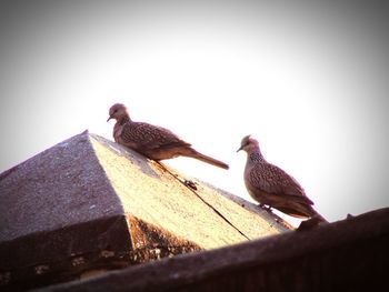 Low angle view of bird perching against sky