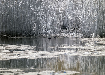 Scenic view of lake during winter