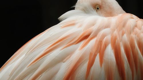 Close-up of bird against black background