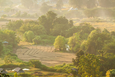 High angle view of agricultural field