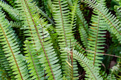 Close-up of fern