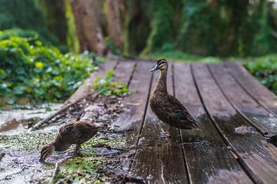 Close-up of bird perching on wood