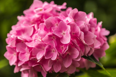 Close-up of pink flowers blooming outdoors