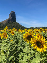 Close-up of yellow flowering plant on field against sky