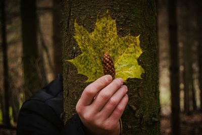 Cropped hand of man holding pinecone and leaf while hiding behind tree in forest