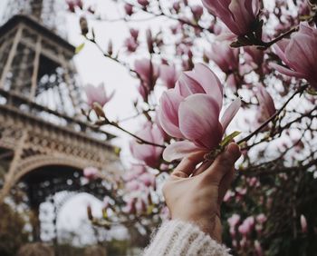 Low angle view of woman holding pink flower tree