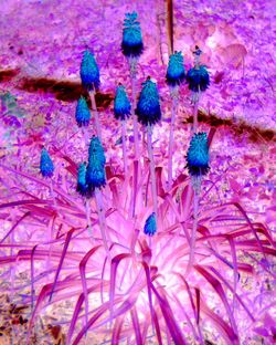 Close-up of pink flowers