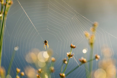 Close-up of spider on web