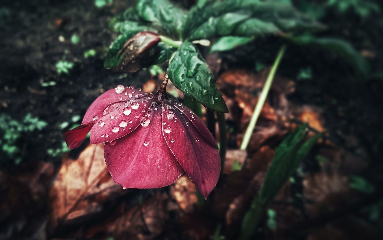 CLOSE-UP OF WATER DROPS ON FLOWER