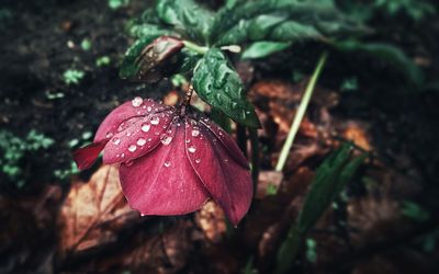 Close-up of raindrops on flower