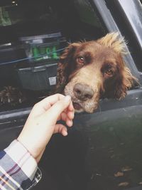 Close-up of hand holding dog