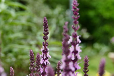 Close-up of pink flowering plants on field