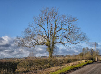 Bare tree against clear blue sky