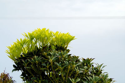 Close-up of plant against sea