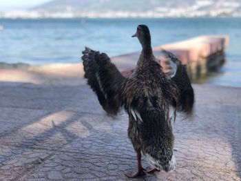 Portrait of bird on footpath by sea in city