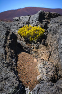 Yellow flowers growing on rock against sky