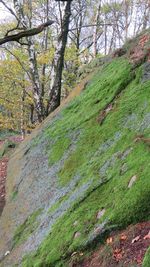 Scenic view of forest during autumn