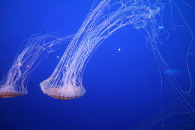 Close-up of jellyfish in sea